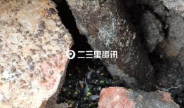 双阳二三里最新爆料,最新爆料背后的惊人真相